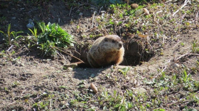 Groundhogs: Celebrating the Benefits of a Hungry Troublemaker